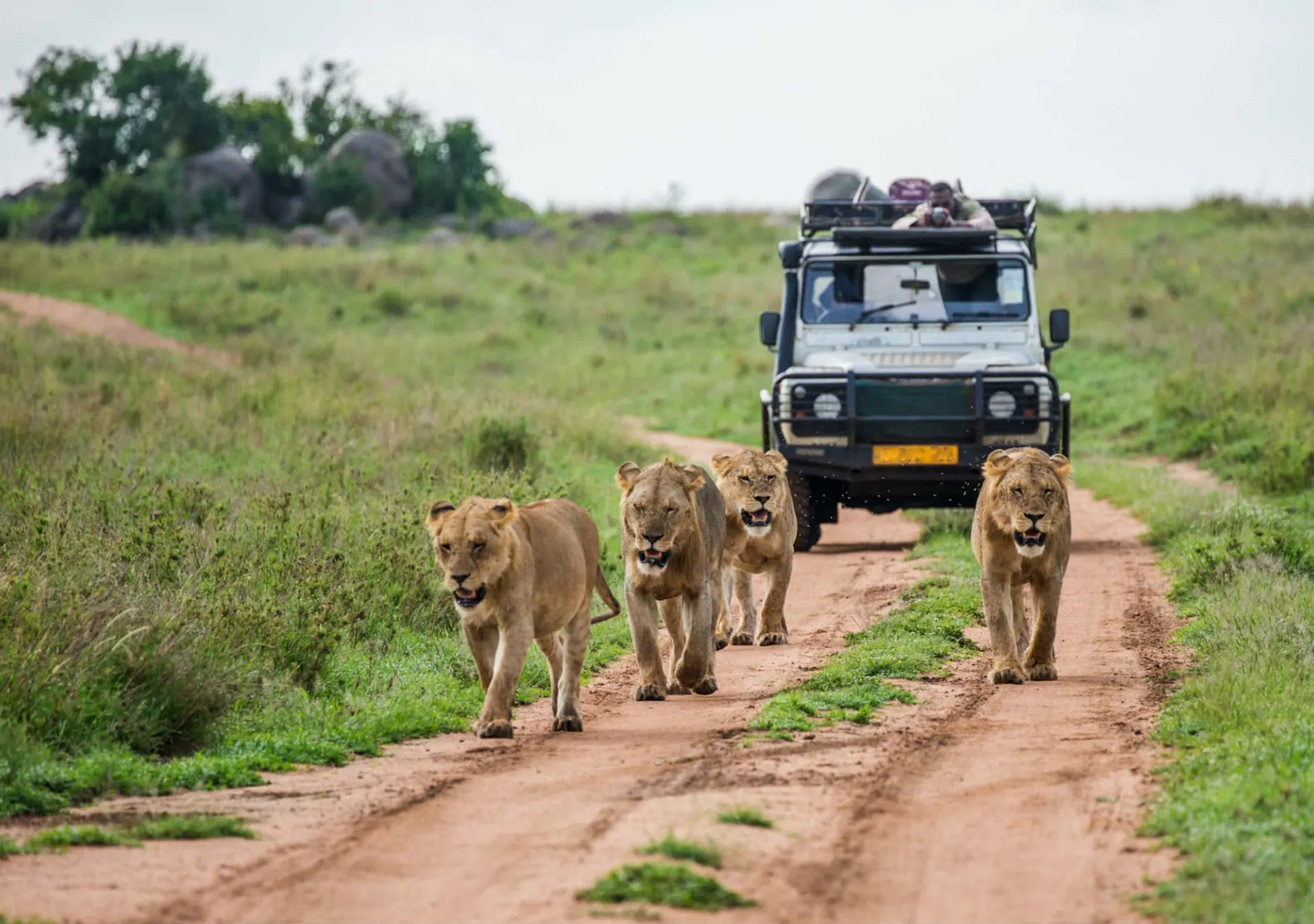 3-Days-Authentic-South-African-Safari